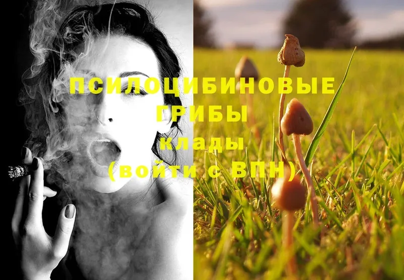 OMG зеркало  Ковров  Галлюциногенные грибы Psilocybe 